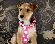 HUNDACCECCOARER