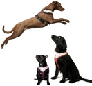 PUPPIA - FLAME HARNESS A