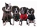 PUPPIA - COUP D'ETAT - bild 2