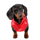 PUPPIA  - LOVE BOAT - bild 9