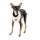 PUPPIA - GALA HARNESS A - bild 2